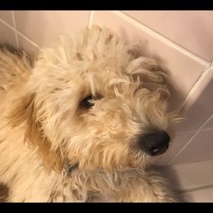 Meet your Posher, Tammy